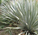 Dasylirion acrotichum