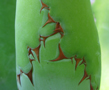 Agave bovicornuta