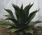 Agave salmiana ferox