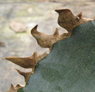Agave titanota