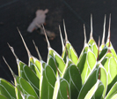 Agave victoriae-reginae