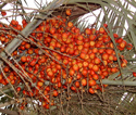 Butia capitata