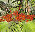 Chamaerops humilis