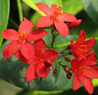 Jatropha integerrima