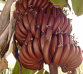 Musa "bananes pourpres"