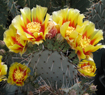 Opuntia macrocentra