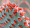 Opuntia microdasys rufida