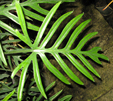 Philodendron elegans