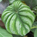 Philodendron mamei silver cloud