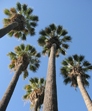 Washingtonia filifera
